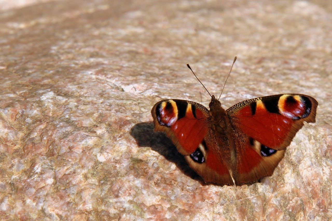 butterfly  butterflies  peacock free photo