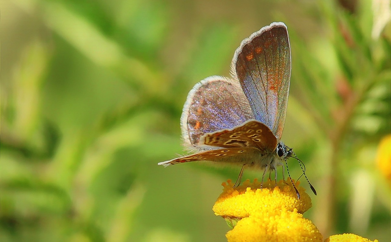 butterfly  common blue  meadow free photo