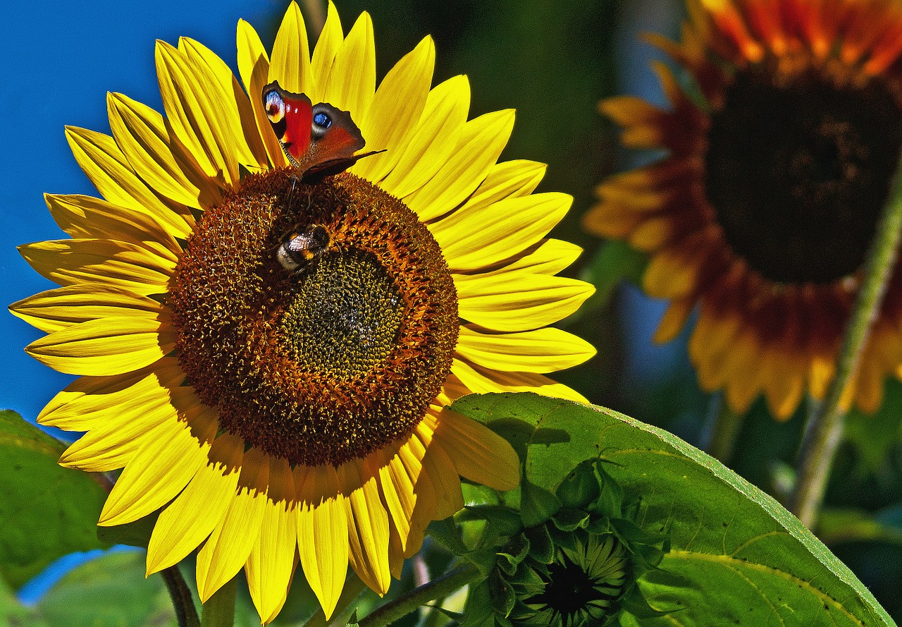 butterfly bumblebee insect free photo