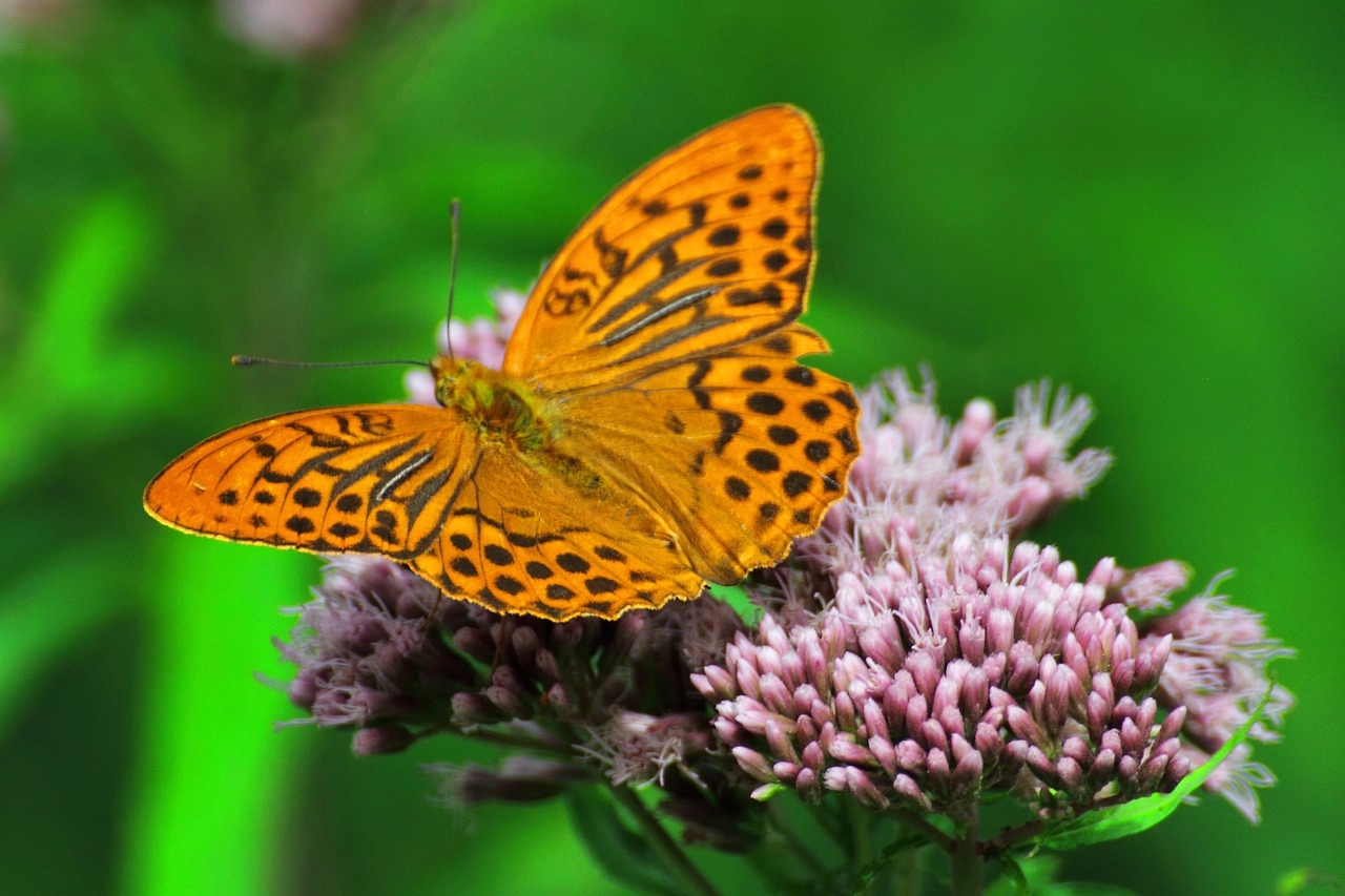 butterfly  flower  nature free photo