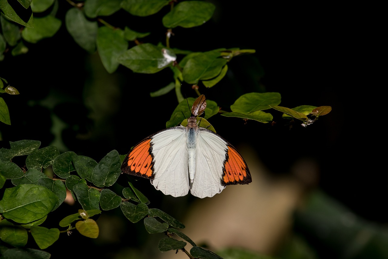 butterfly  butterflies  animal free photo