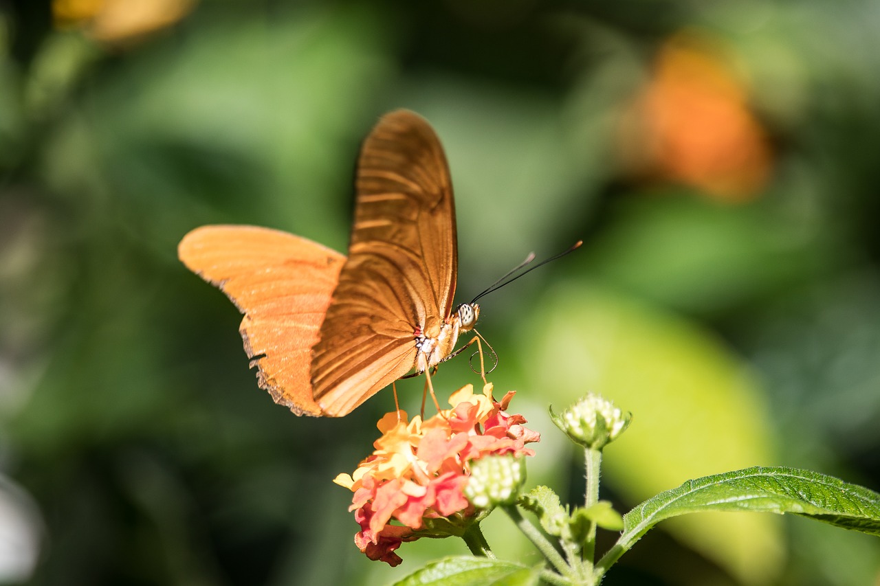 butterfly  butterflies  animal free photo