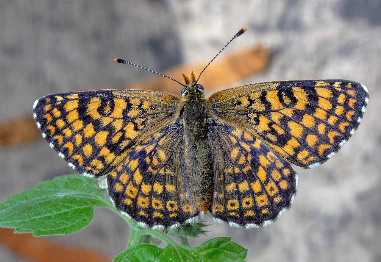 butterfly  glanville-fritillary  wings free photo