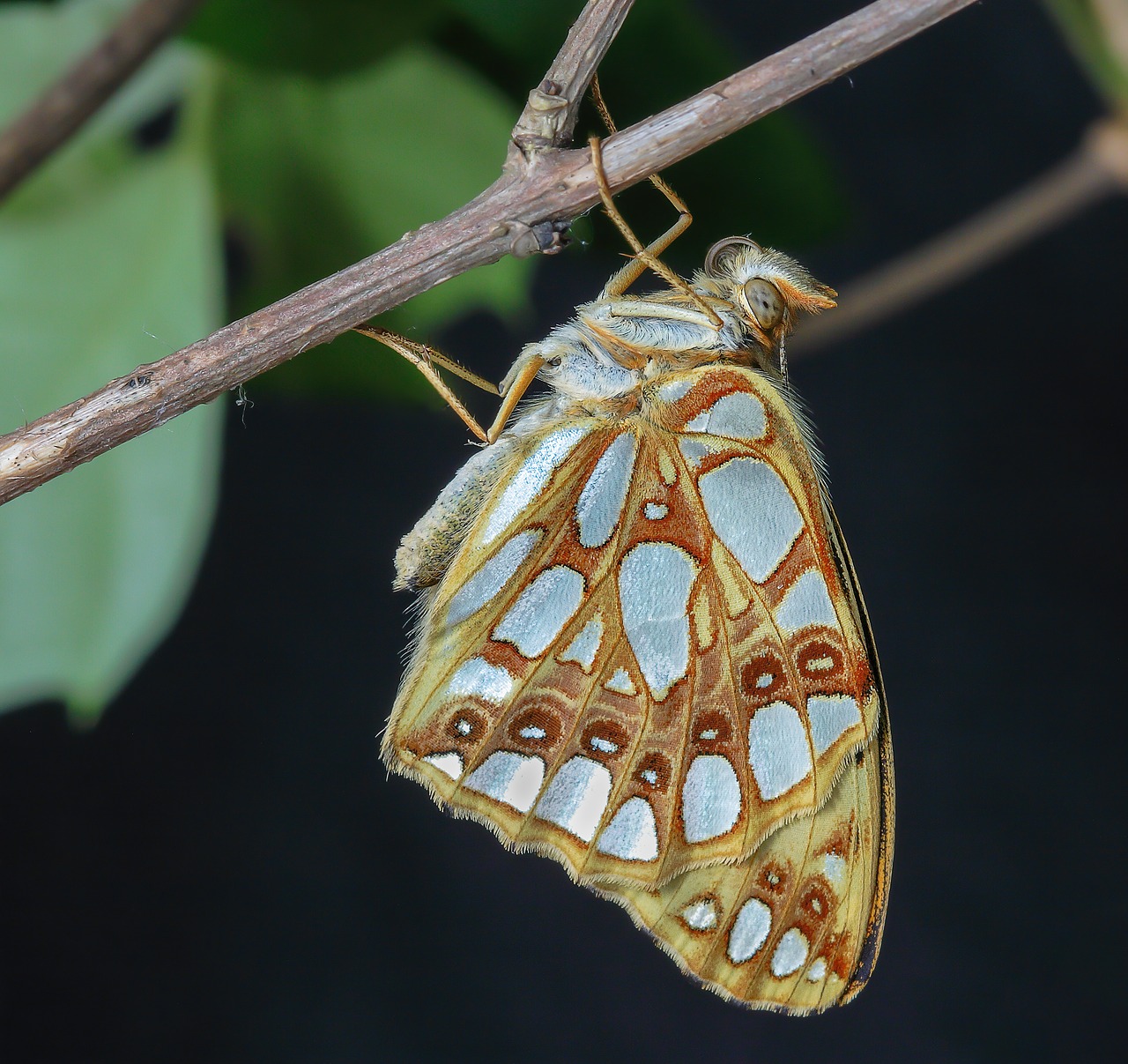 butterfly  queen- of- spain-fritillary  wings free photo