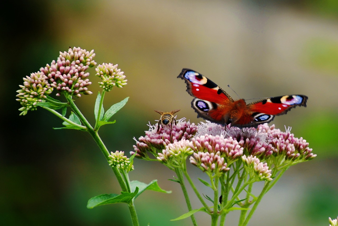 butterfly  flower  nature free photo