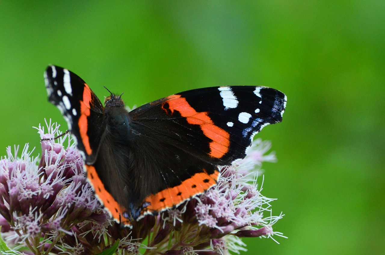 butterfly insect collect nectar free photo