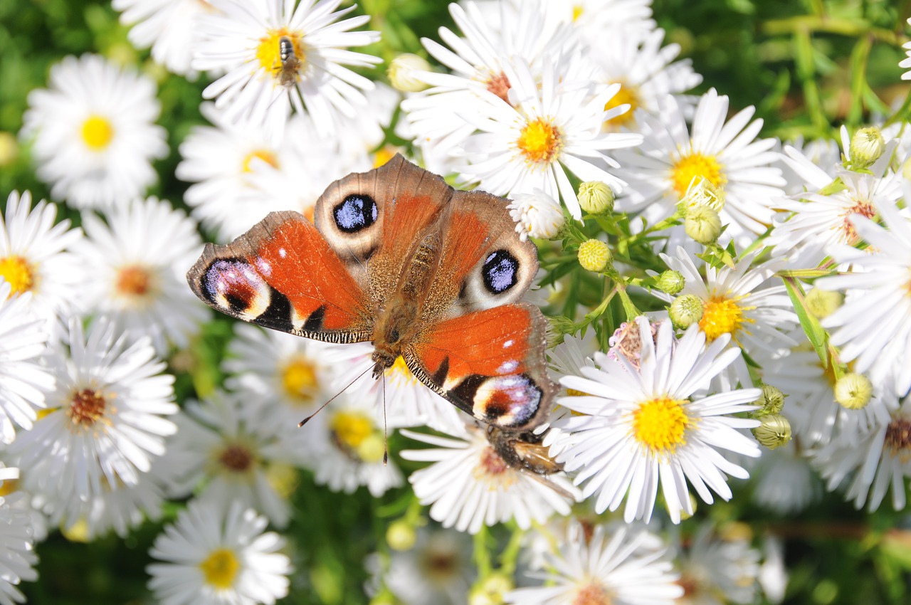 butterfly  flowers  peacock free photo