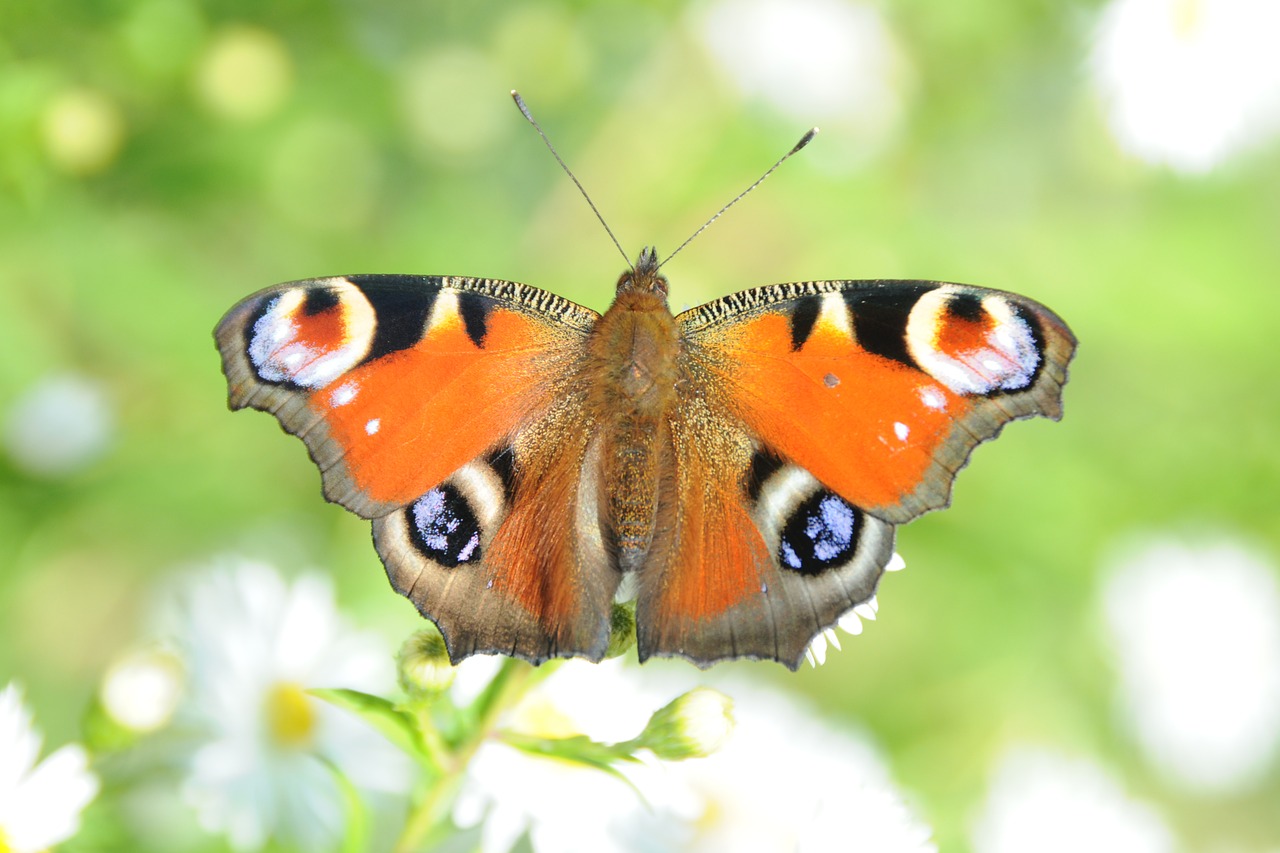 butterfly  peacock  nature free photo