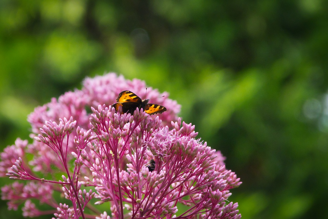 butterfly  flowers  insect free photo