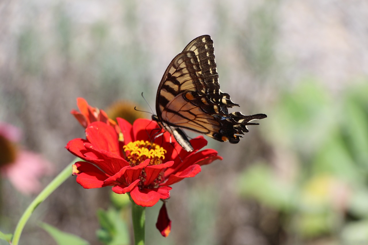 butterfly  flower  animal free photo