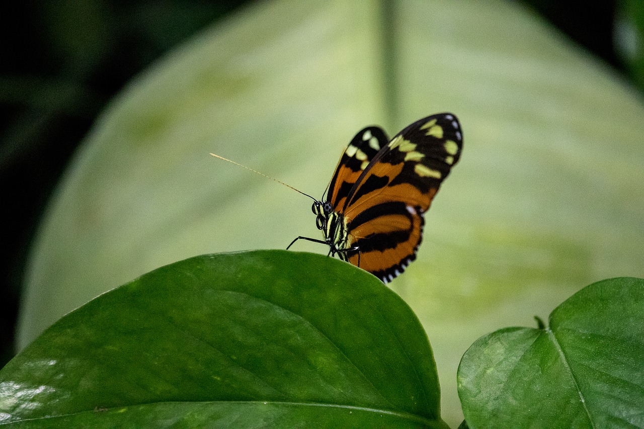 butterfly  insect  animal free photo