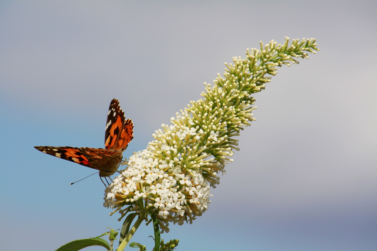 butterfly  blossom  bloom free photo