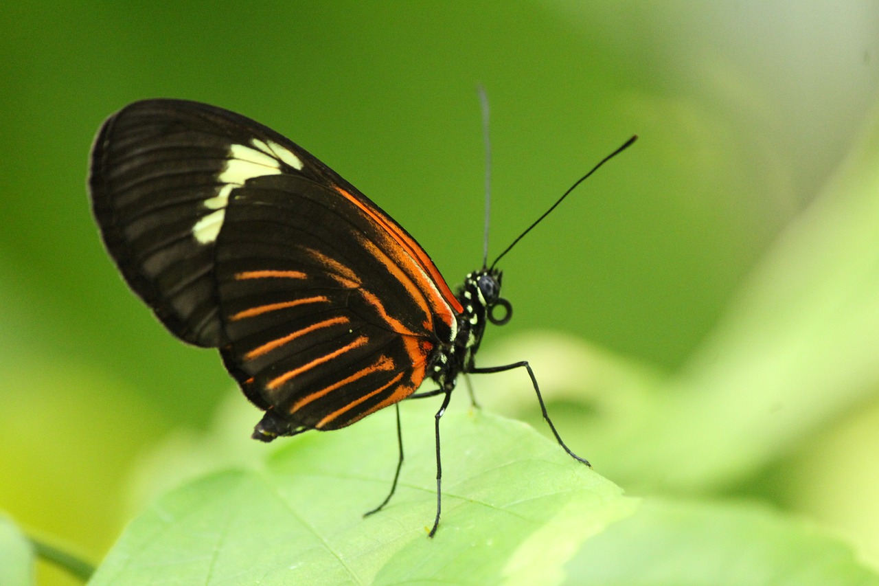 butterfly  zoo  nature free photo