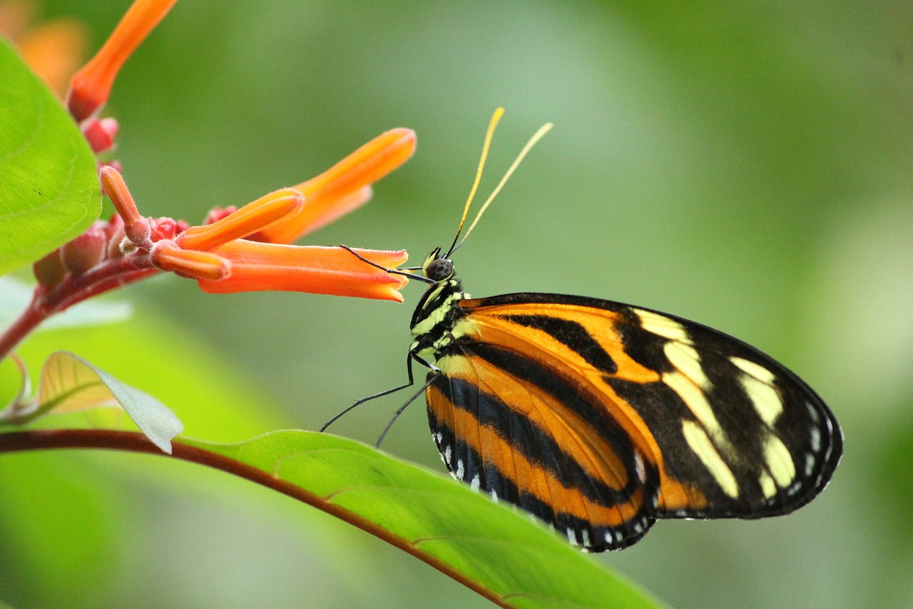 butterfly  zoo  nature free photo