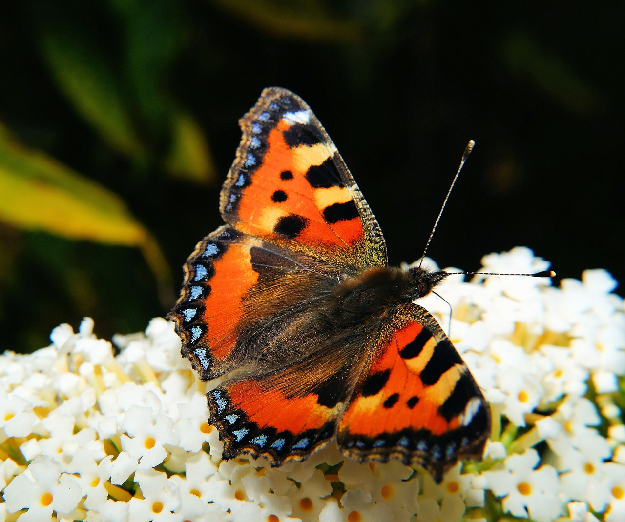 butterfly little fox color free photo