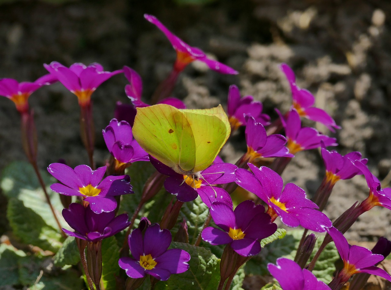 butterfly  yellow  insect free photo