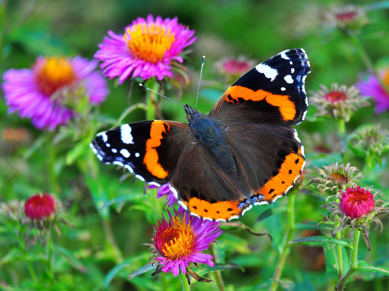 butterfly  colorful  meadow free photo