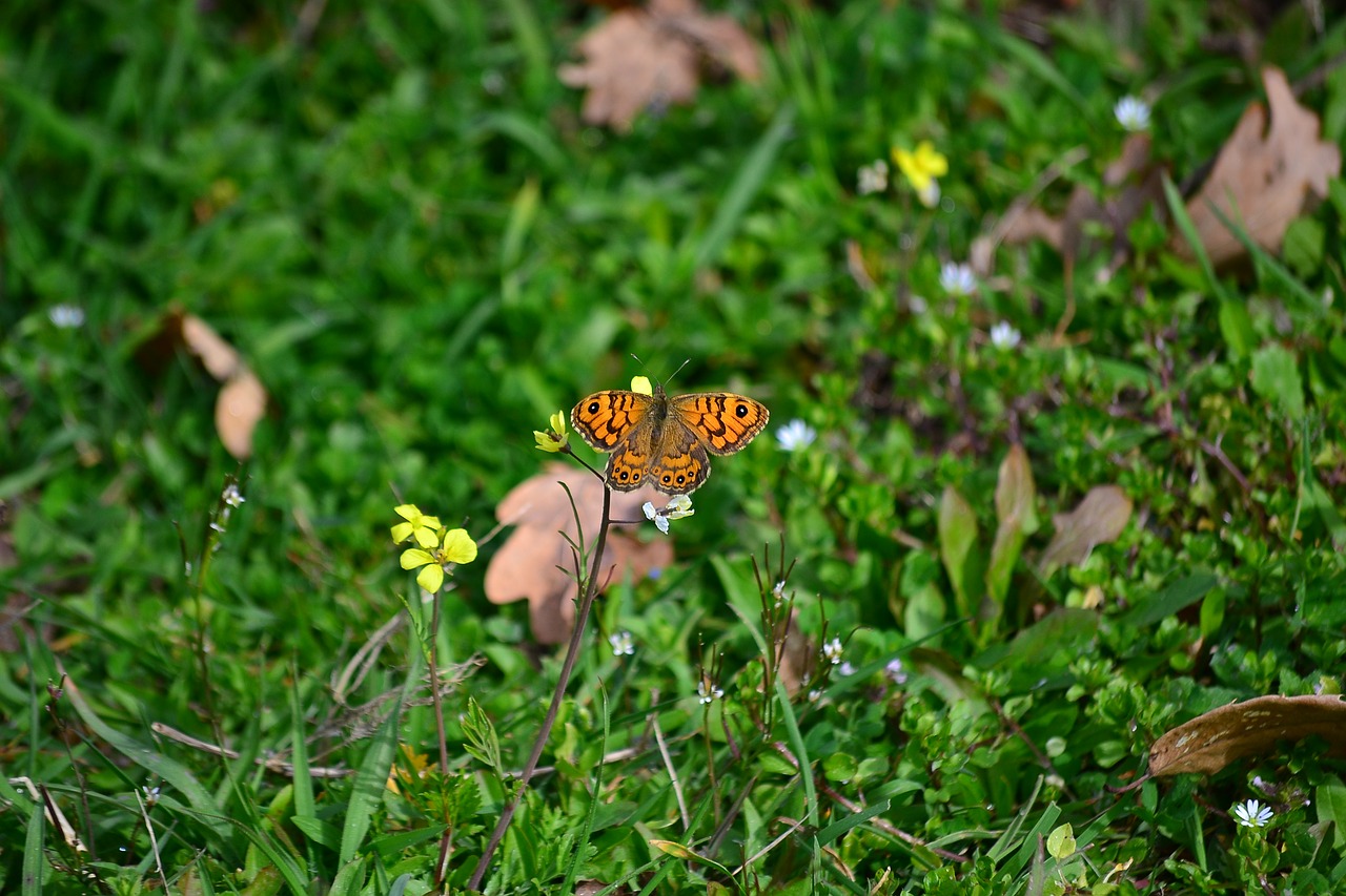 butterfly  flower  green free photo