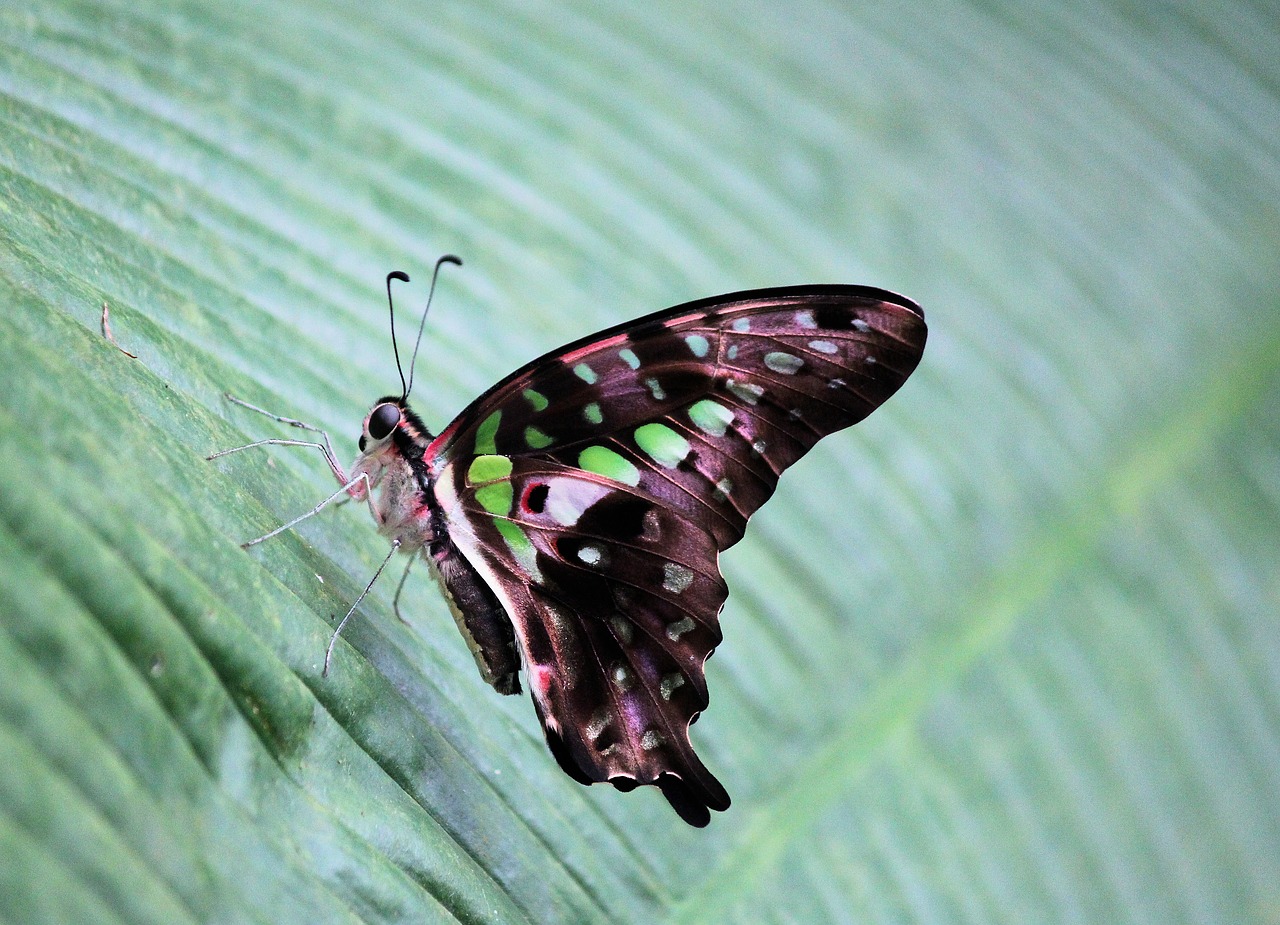 butterfly  tropical  the exotic free photo