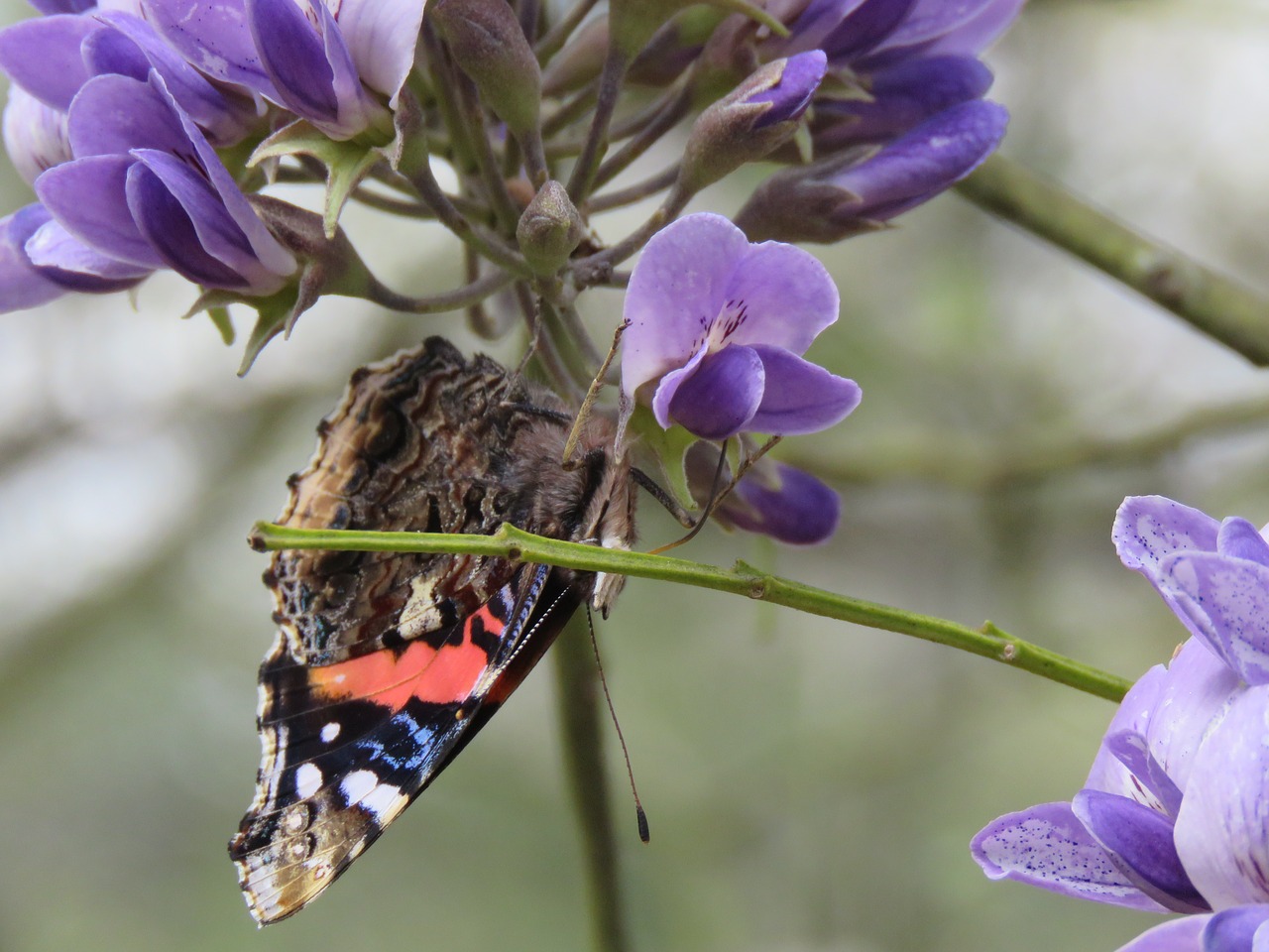 butterfly  closeup  brown free photo