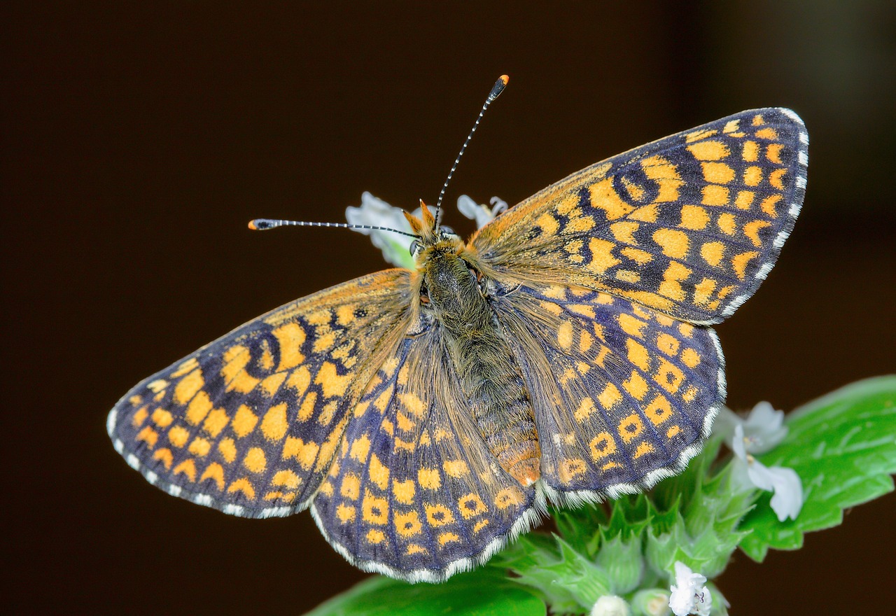 butterfly  glanville-fritillary  antenna free photo