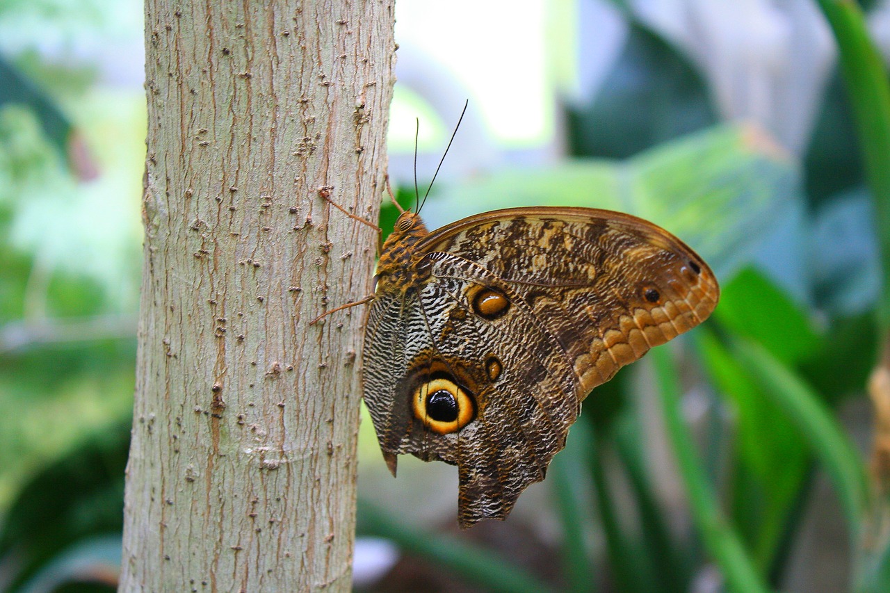 butterfly  insect  wing free photo