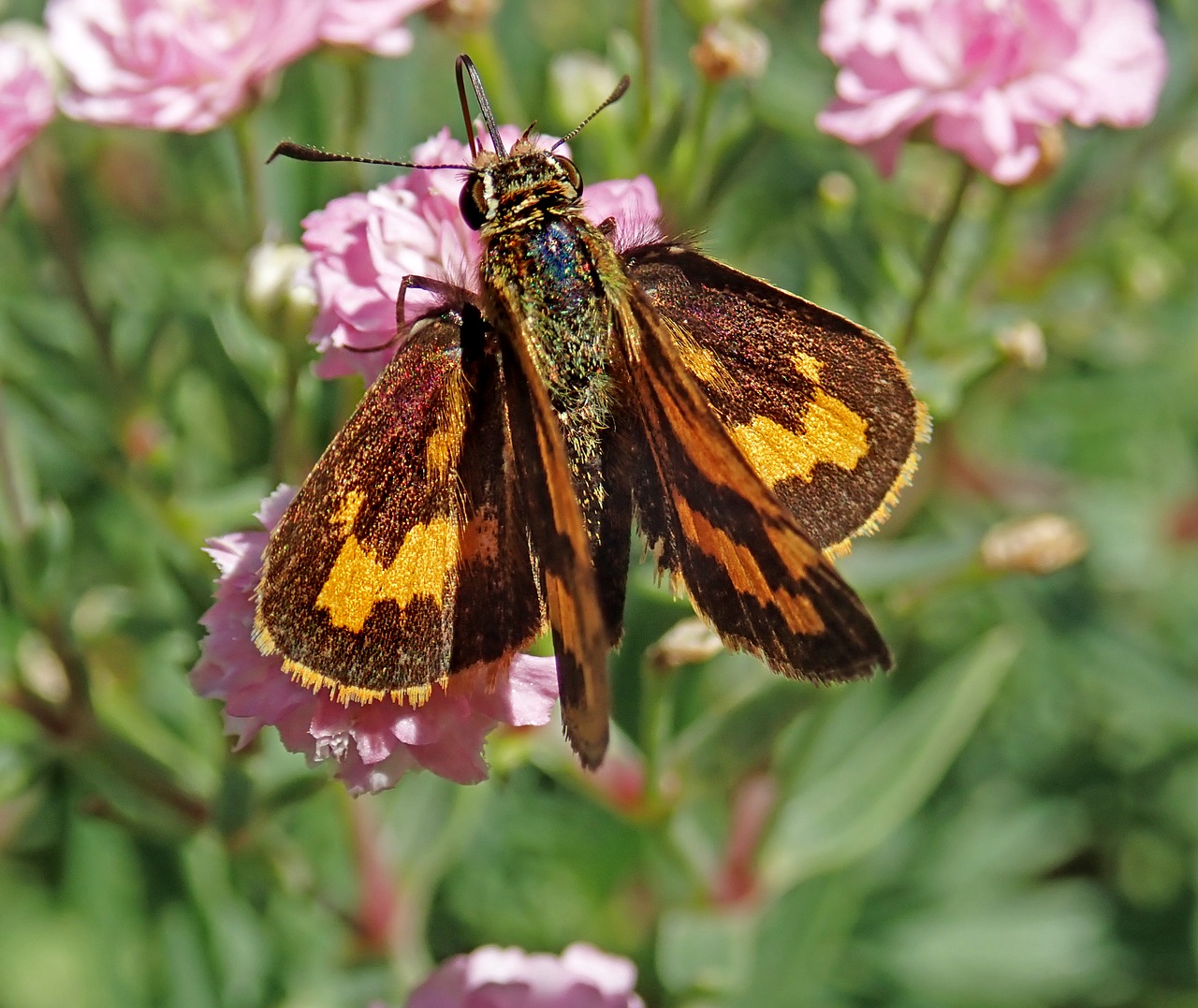 butterfly  insect  flowers free photo