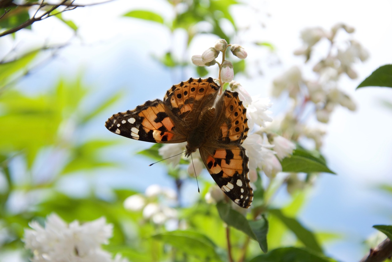butterfly  blossom  nature free photo