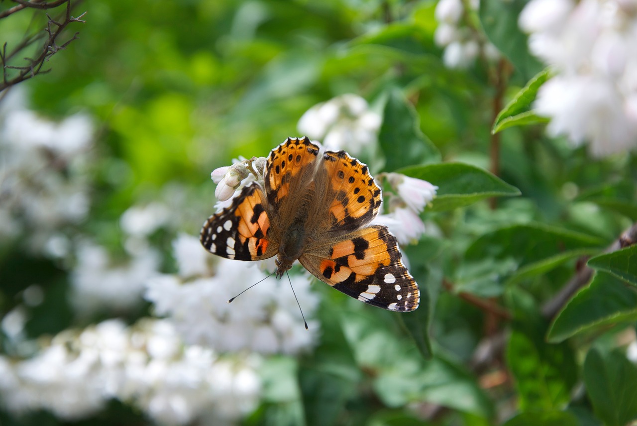 butterfly  blossom  nature free photo