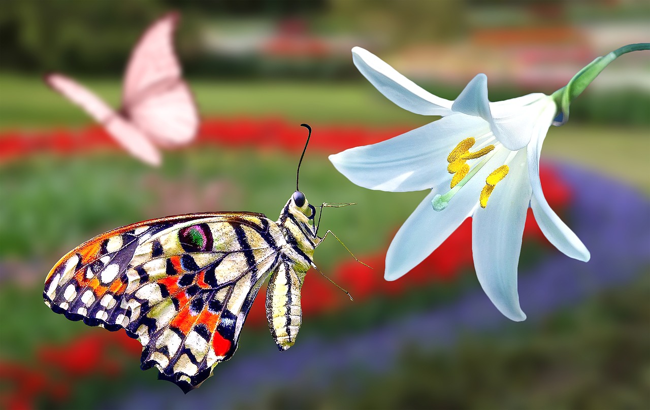 butterfly  flower  spring free photo