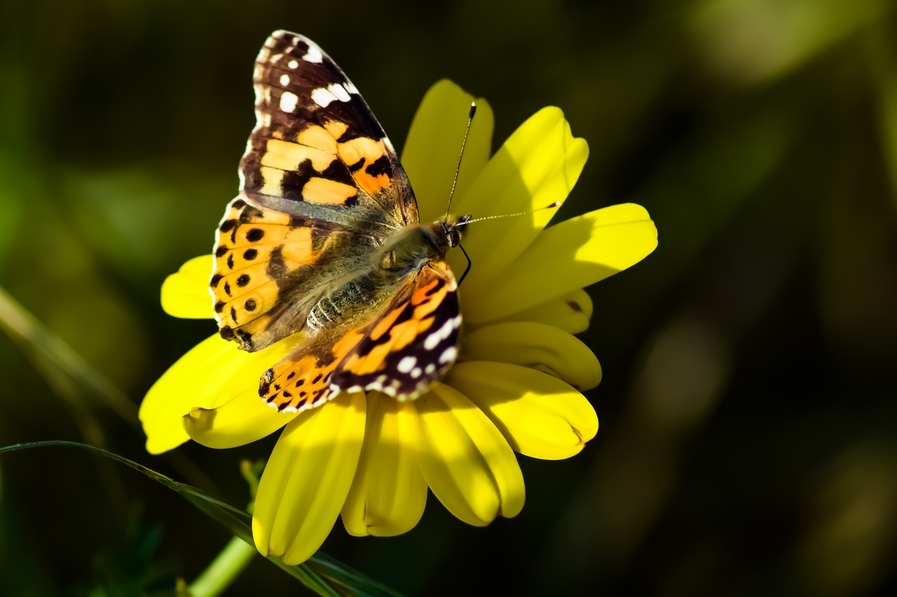 butterfly  flower  daisy free photo