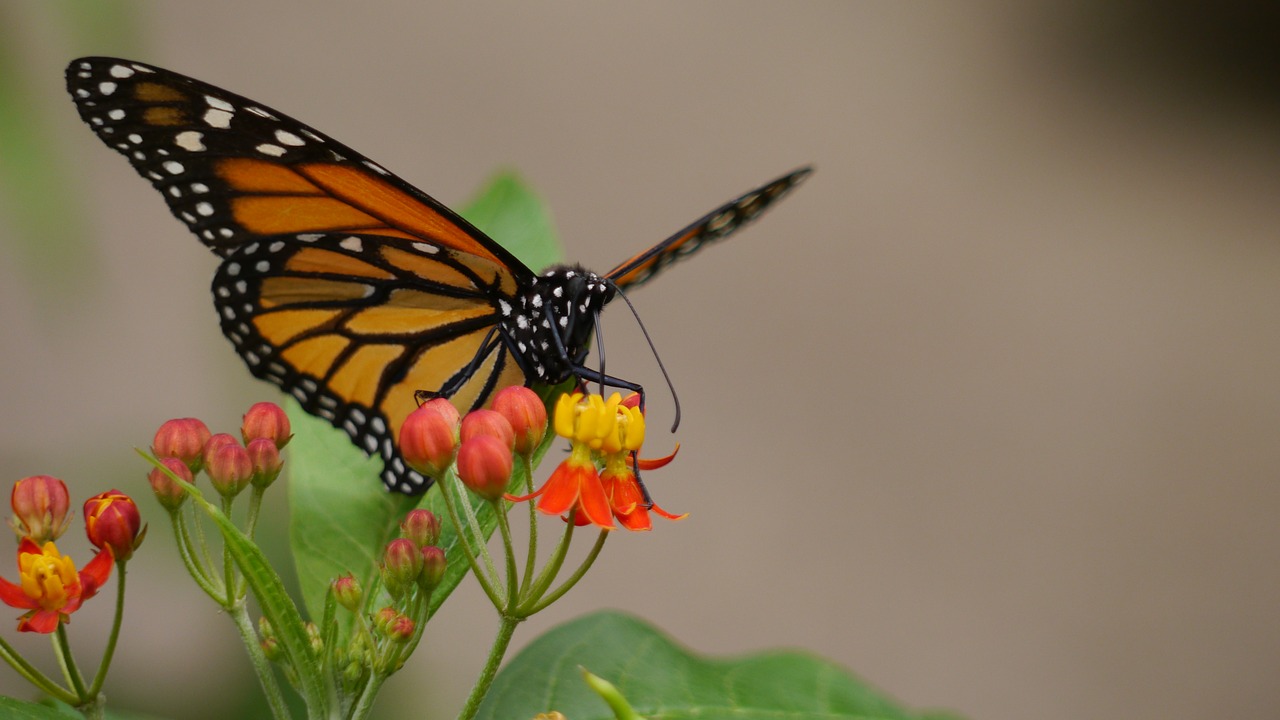 butterfly  nature  animals free photo