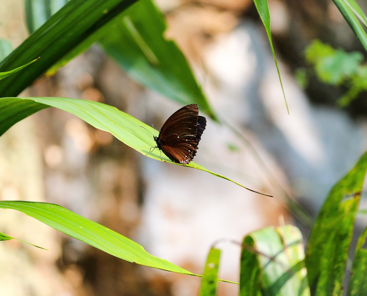 butterfly  nature  green free photo