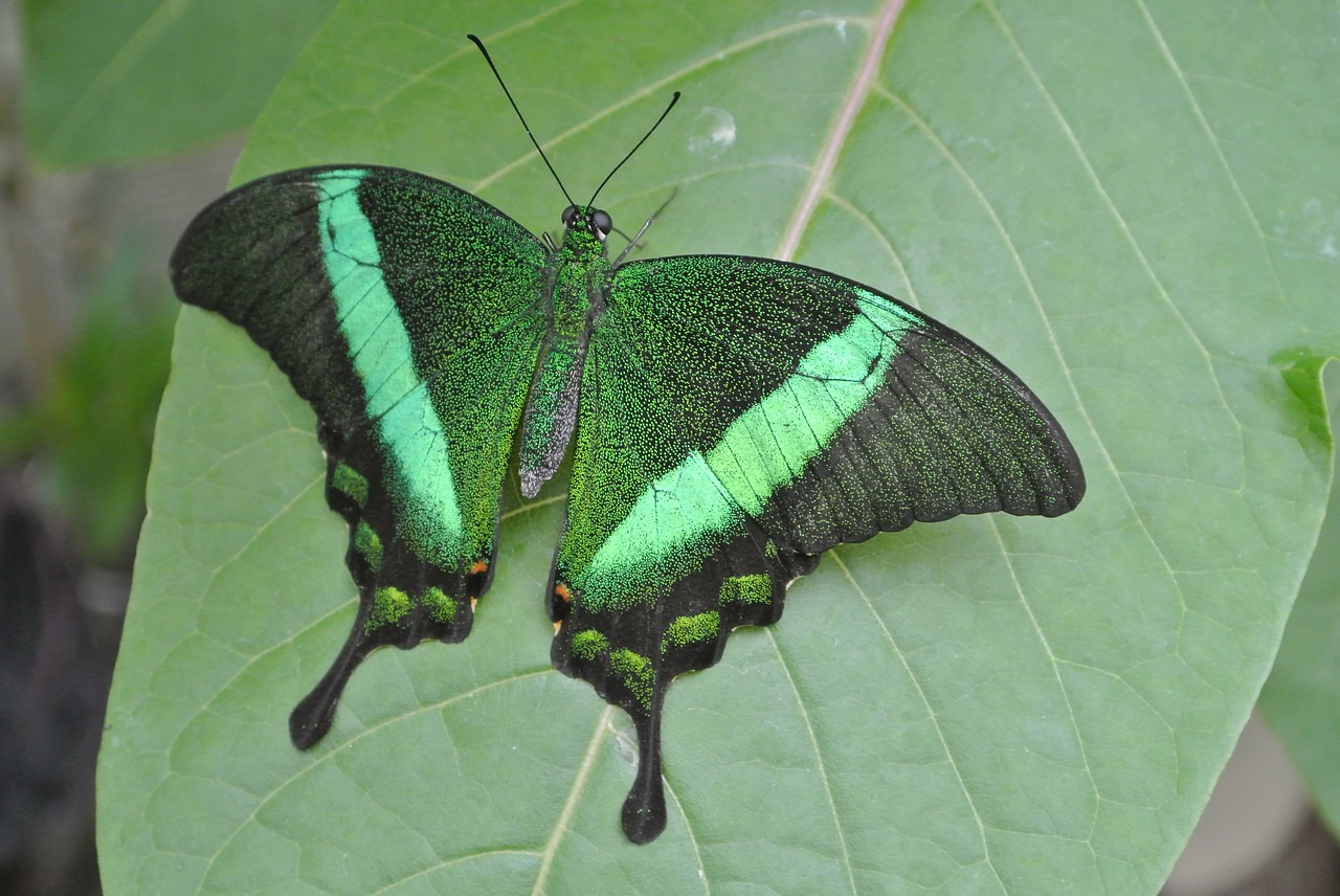 butterfly  green  insect free photo