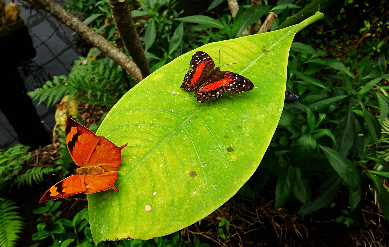 butterfly  butterflies  leaf free photo