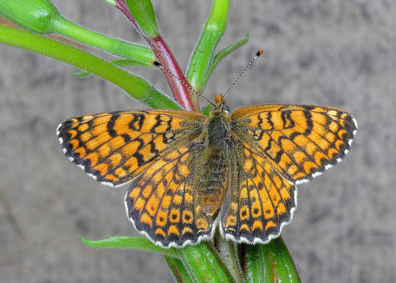 butterfly  fritillary  insect free photo