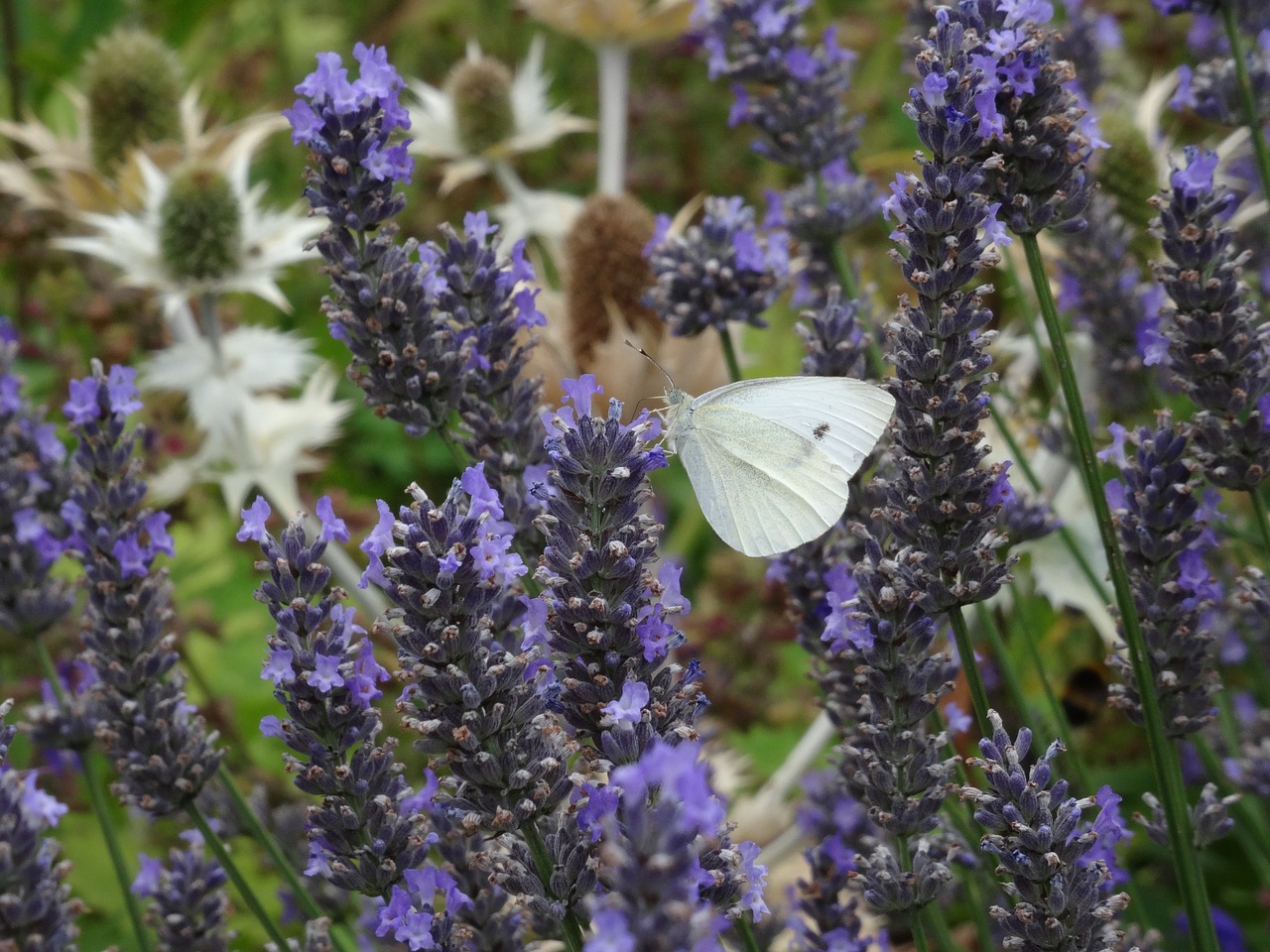 butterfly  lavender  nature free photo