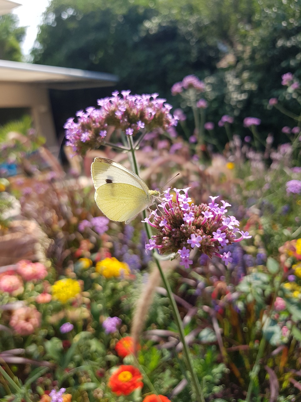 butterfly  nature  insect free photo