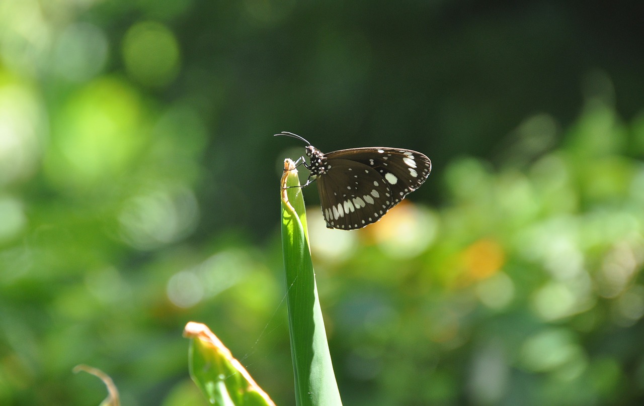 butterfly  brown  green free photo