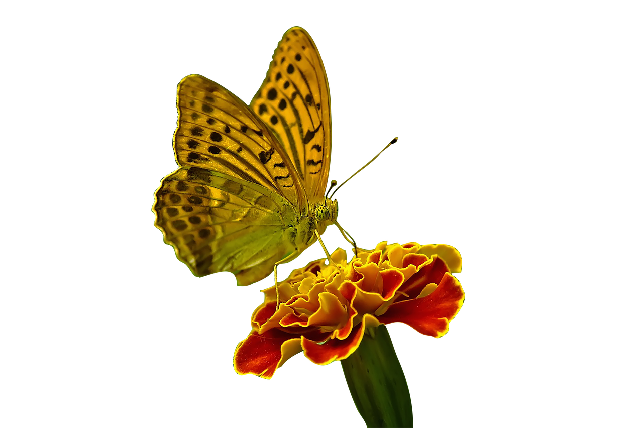 butterfly  flower  nature free photo