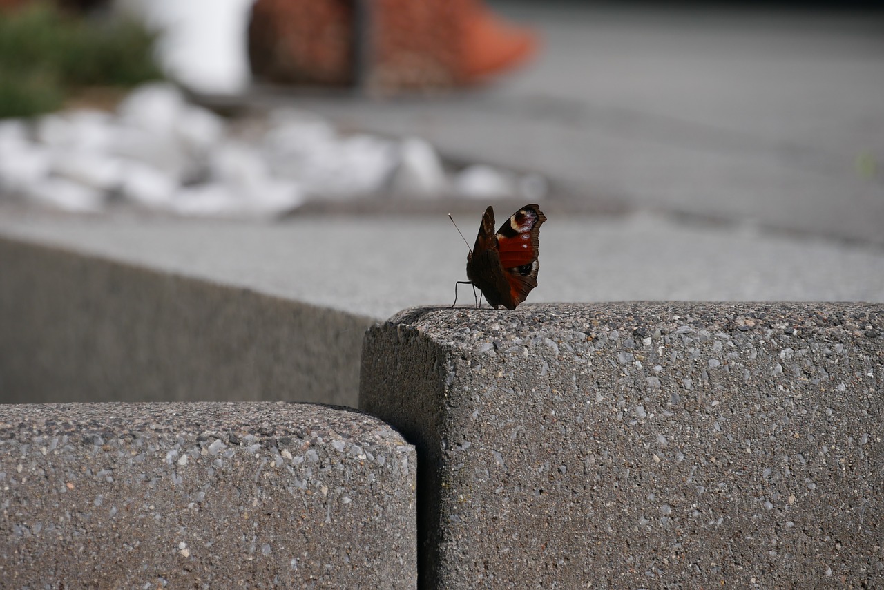 butterfly  spring  summer free photo