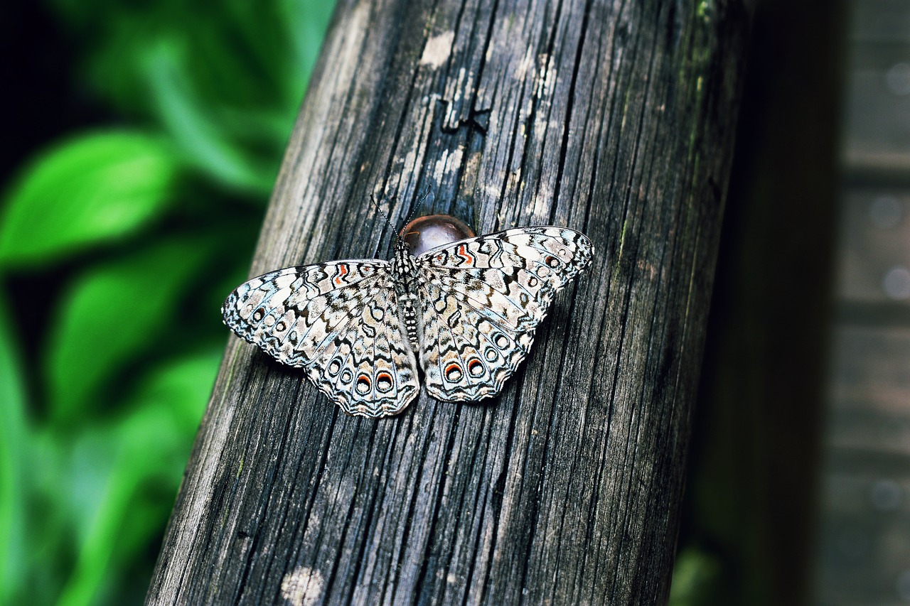 butterfly  botanical garden  insects free photo