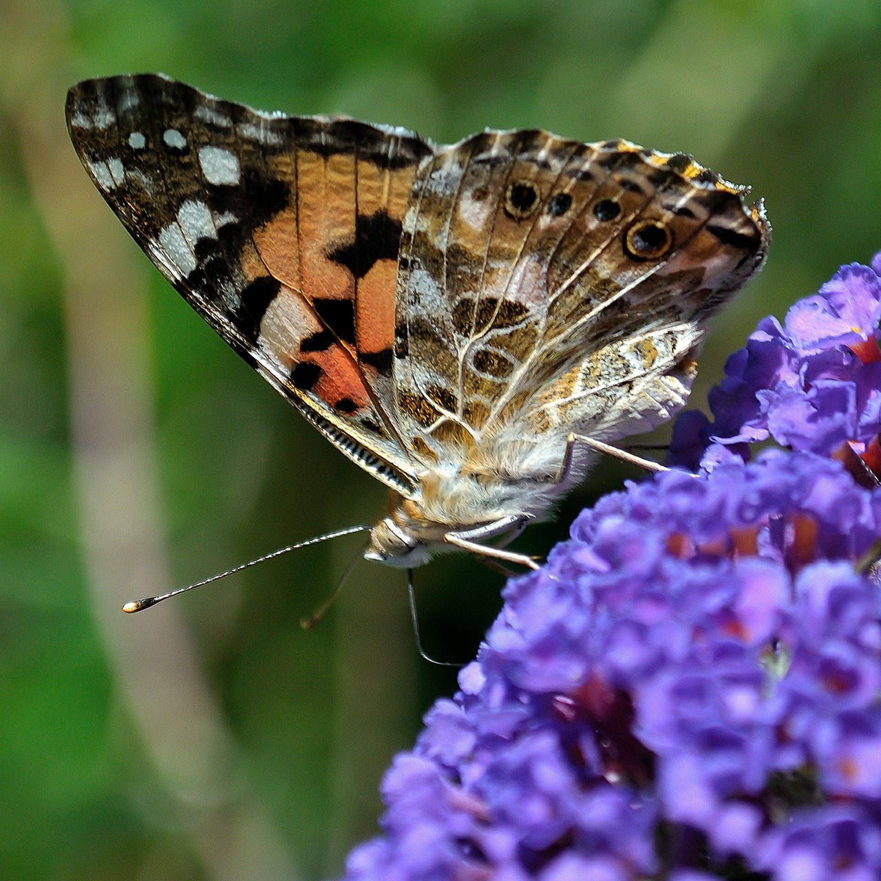 butterfly purple insect free photo