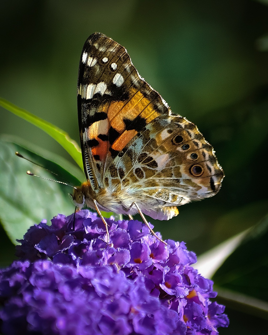 butterfly insect wildlife free photo