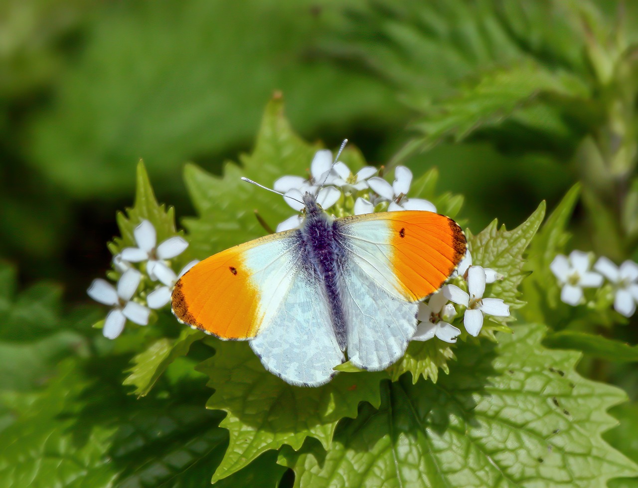 butterfly  orange-tip  nature free photo