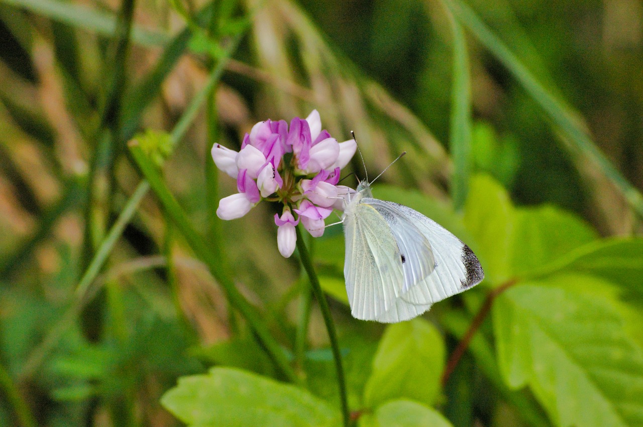 butterfly  butterflies  insects free photo