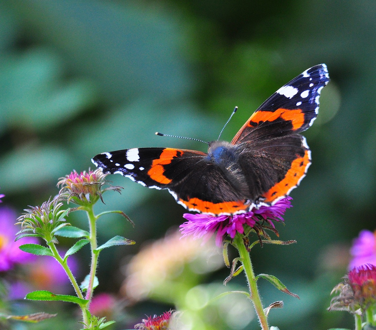 butterfly  summer  blossom free photo