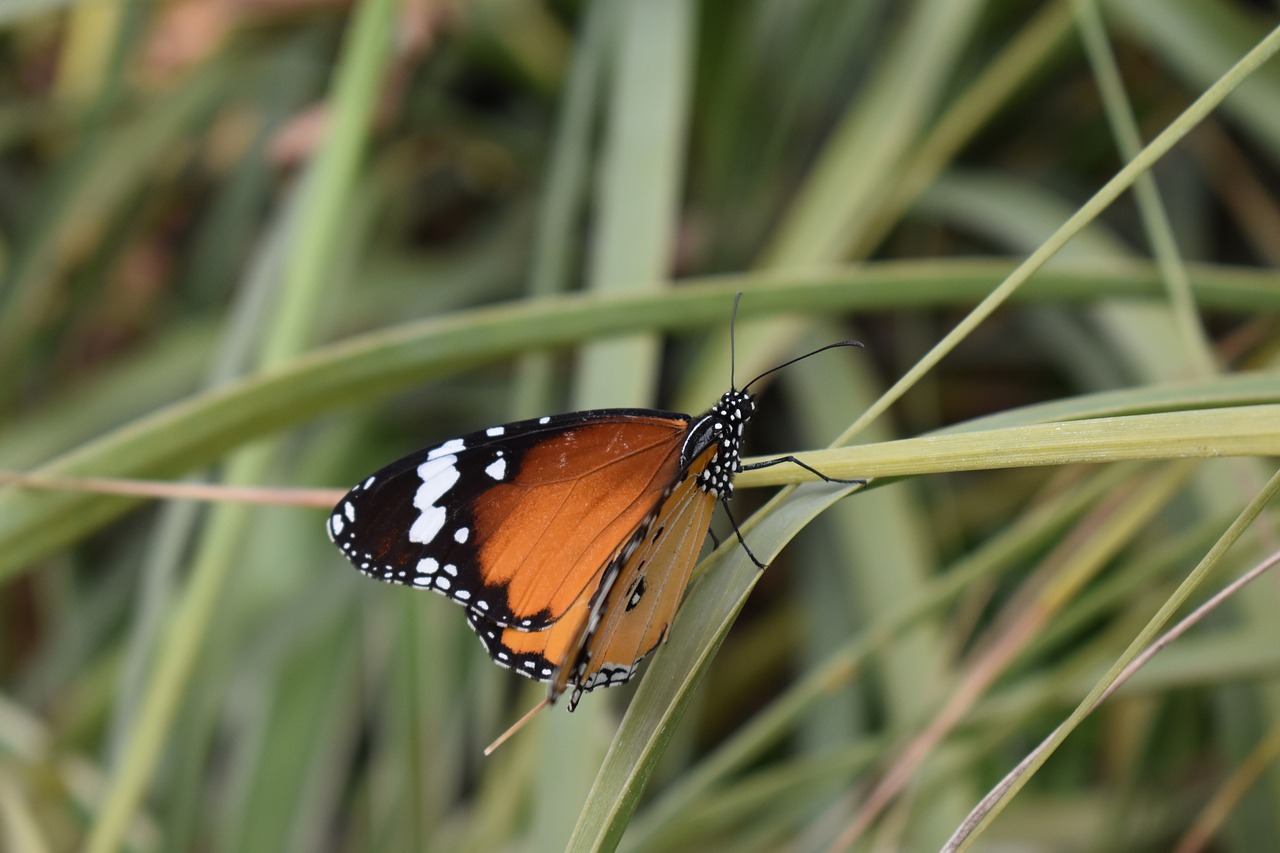 butterfly  field  nature free photo