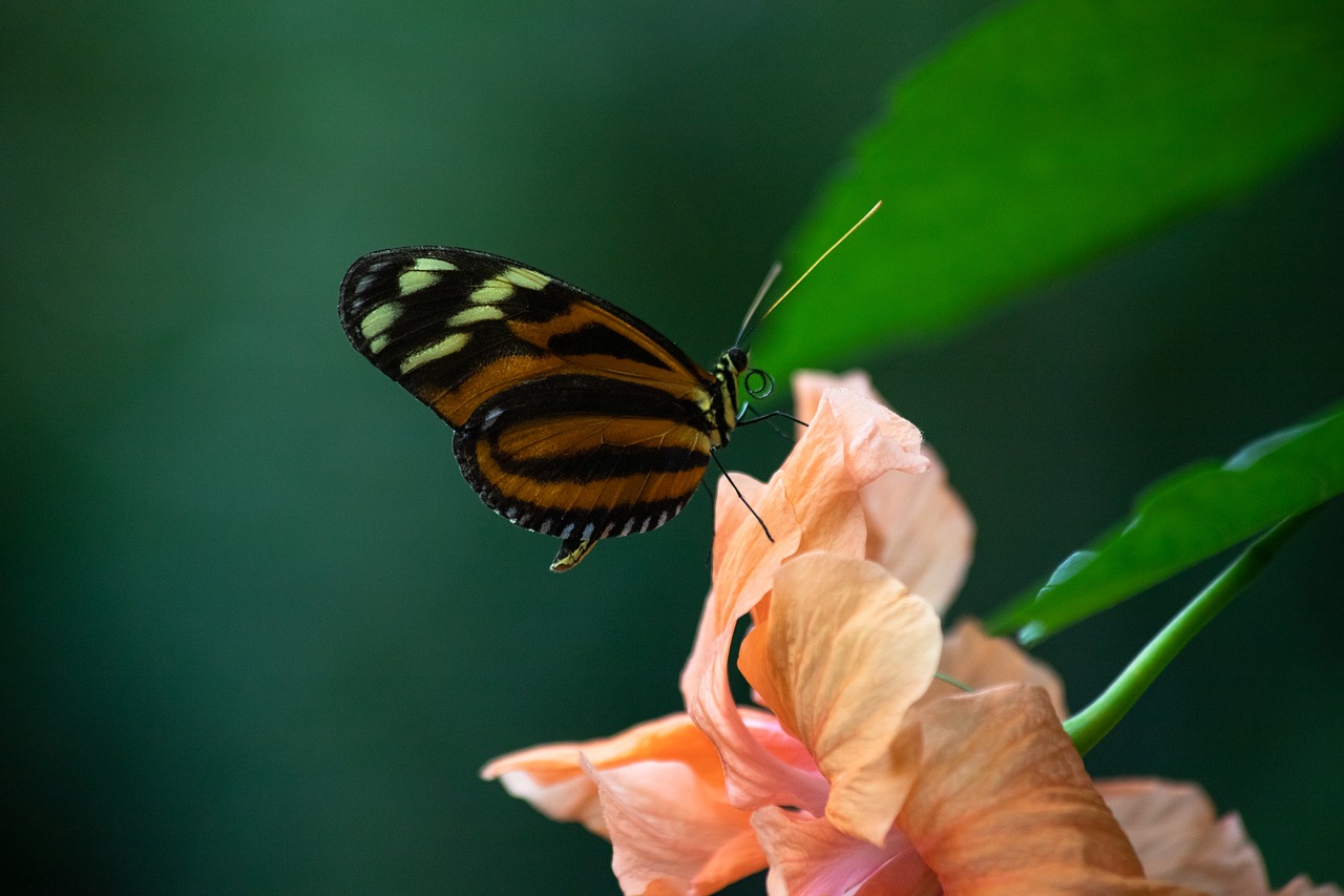 butterfly  animal  animal world free photo