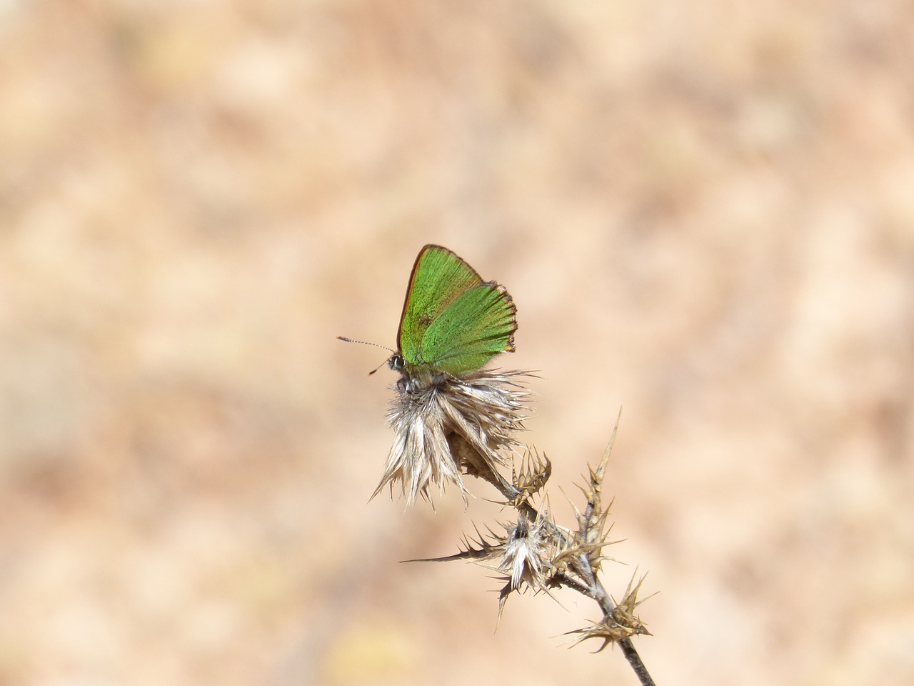 butterfly  green  shimmering free photo